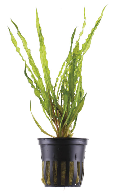 Cryptocoryne crispatula var. balansae — Potted