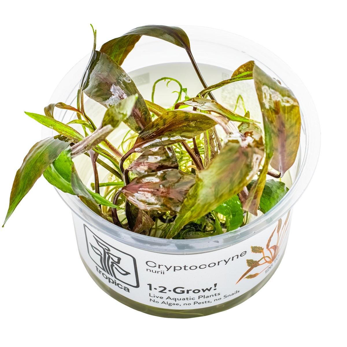 Cryptocoryne nurii 'Rose Maiden' Aquarium Plant — 1-2-Grow!