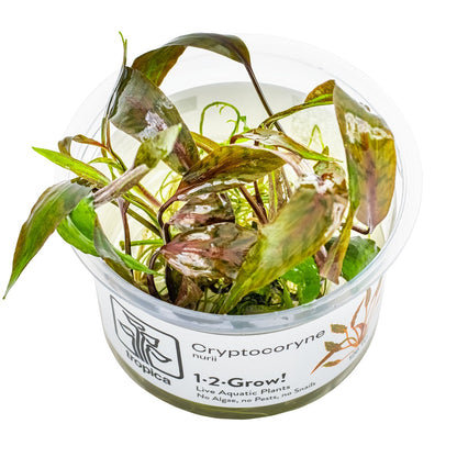 Cryptocoryne nurii 'Rose Maiden' Aquarium Plant — 1-2-Grow!