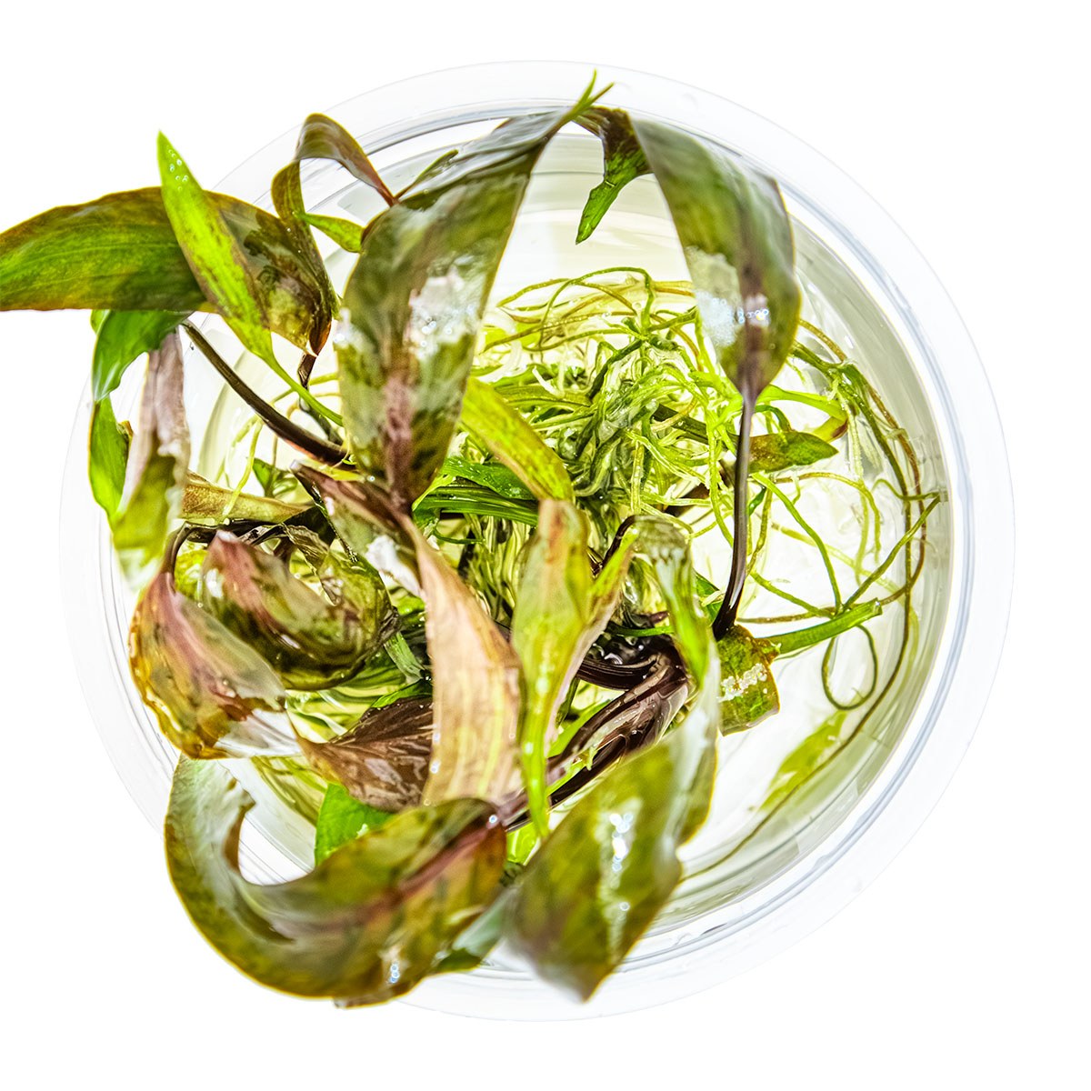 Cryptocoryne nurii 'Rose Maiden' Aquarium Plant — 1-2-Grow!