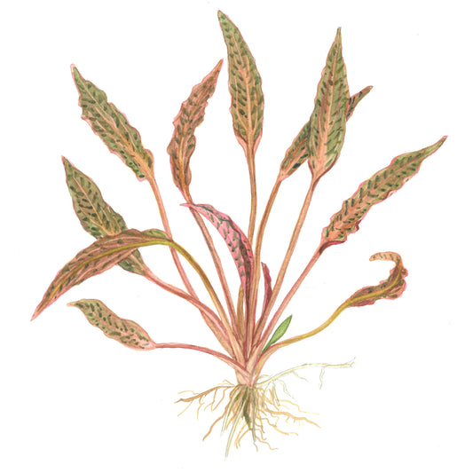 Cryptocoryne nurii 'Rose Maiden' Aquarium Plant — 1-2-Grow!