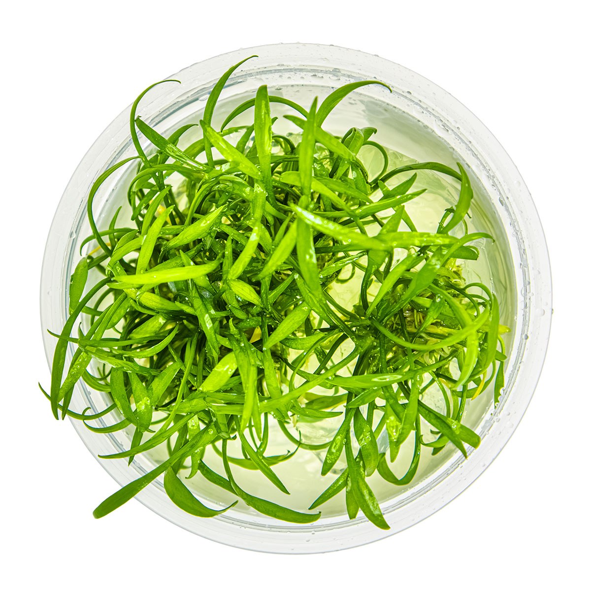 Cryptocoryne parva — 1-2-Grow!