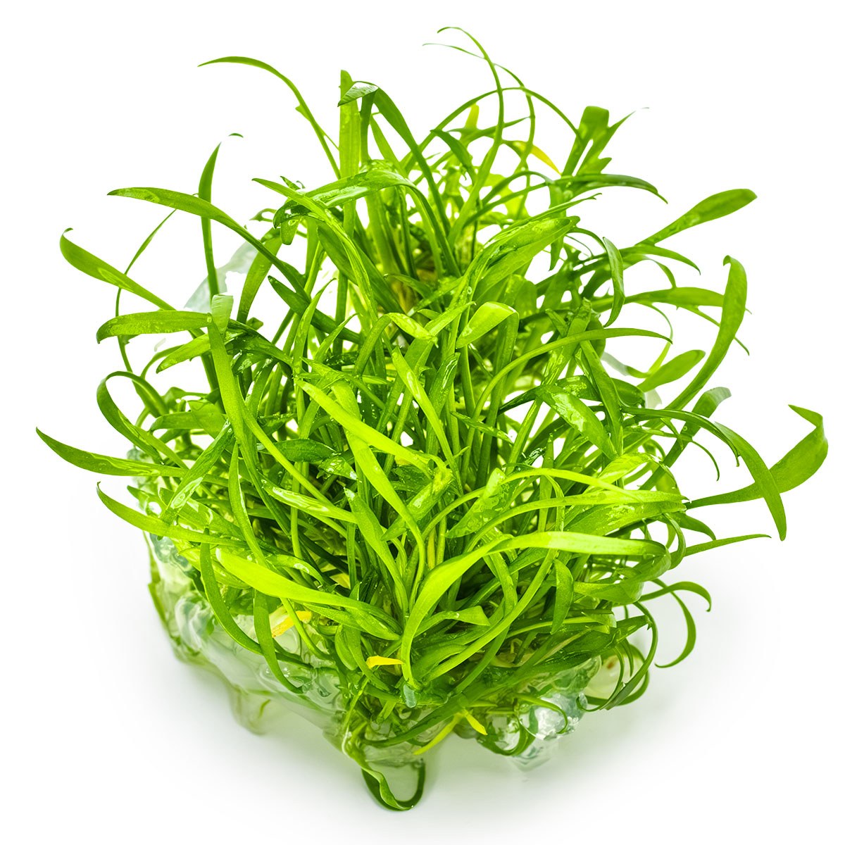 Cryptocoryne parva — 1-2-Grow!
