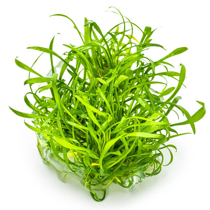 Cryptocoryne parva — 1-2-Grow!