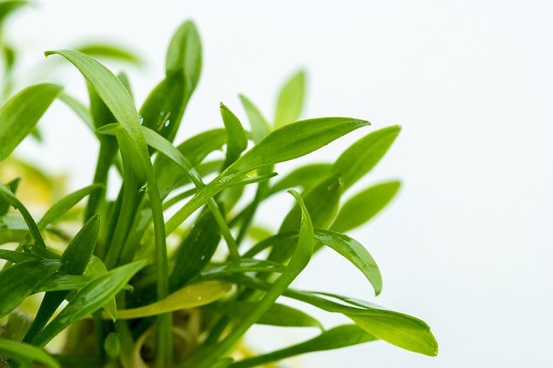 Cryptocoryne parva — 1-2-Grow!