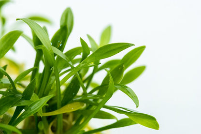 Cryptocoryne parva — 1-2-Grow!