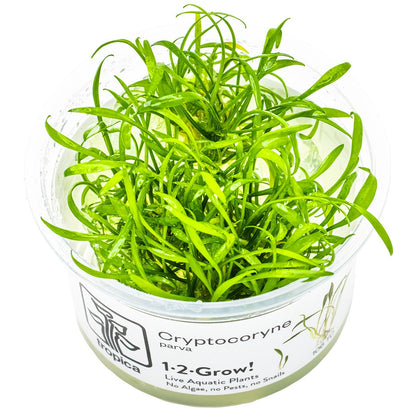 Cryptocoryne parva — 1-2-Grow!