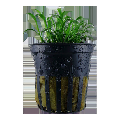 Cryptocoryne parva — Potted