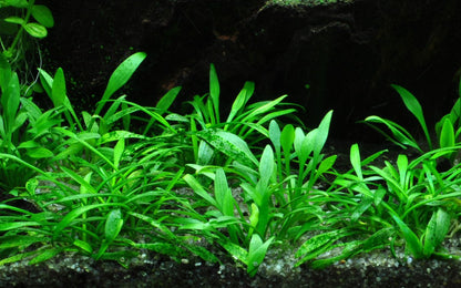 Cryptocoryne parva — Potted