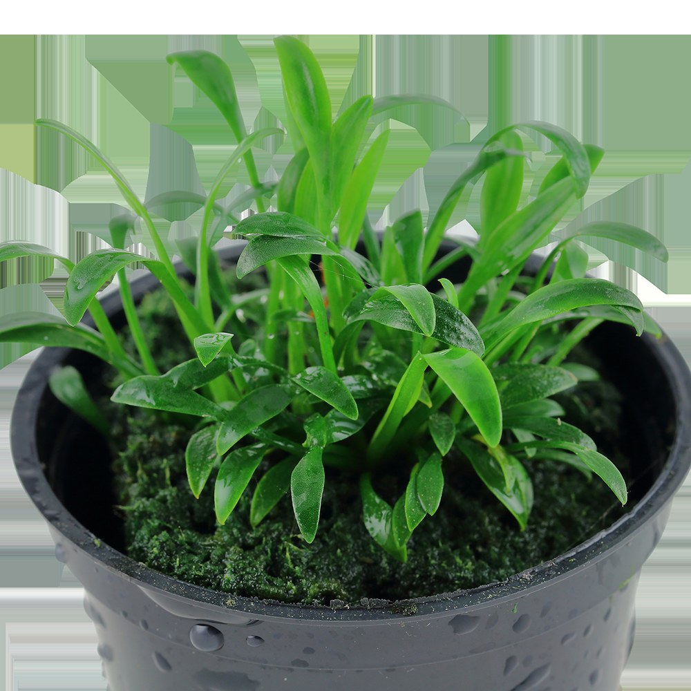 Cryptocoryne parva — Potted