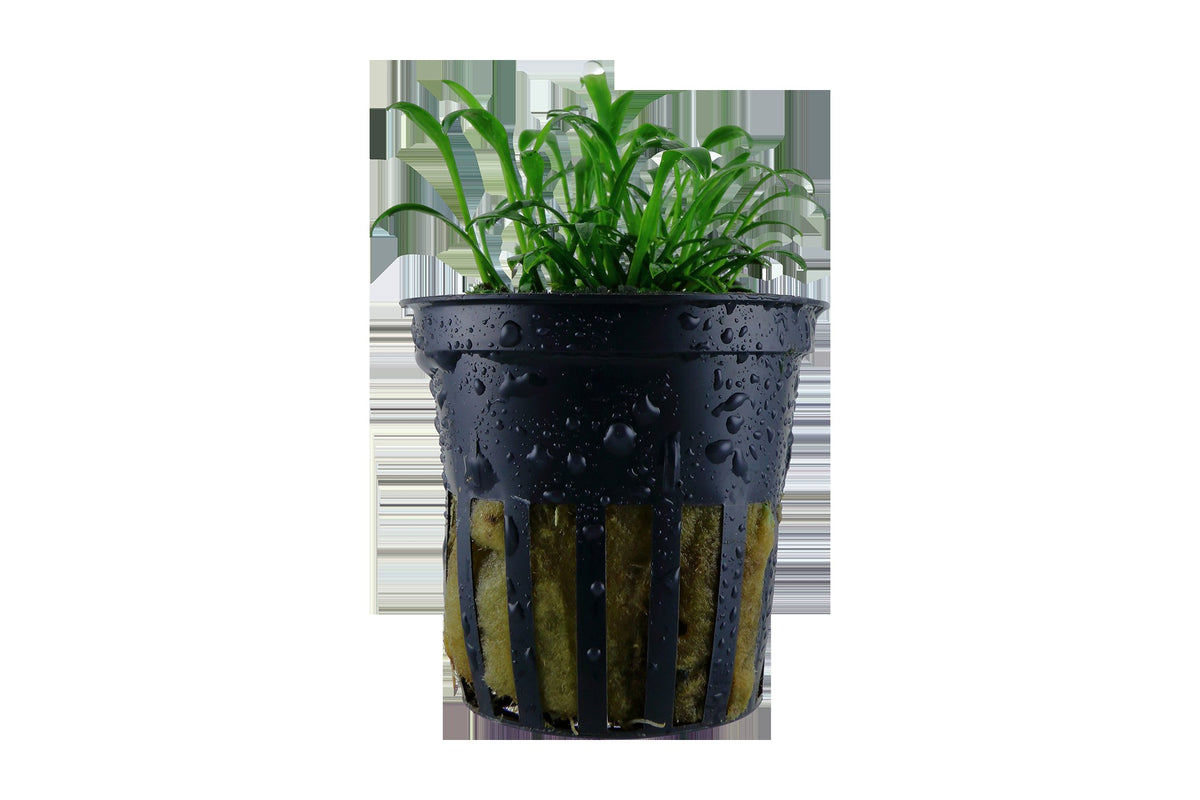 Cryptocoryne parva — Potted