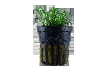 Cryptocoryne parva — Potted