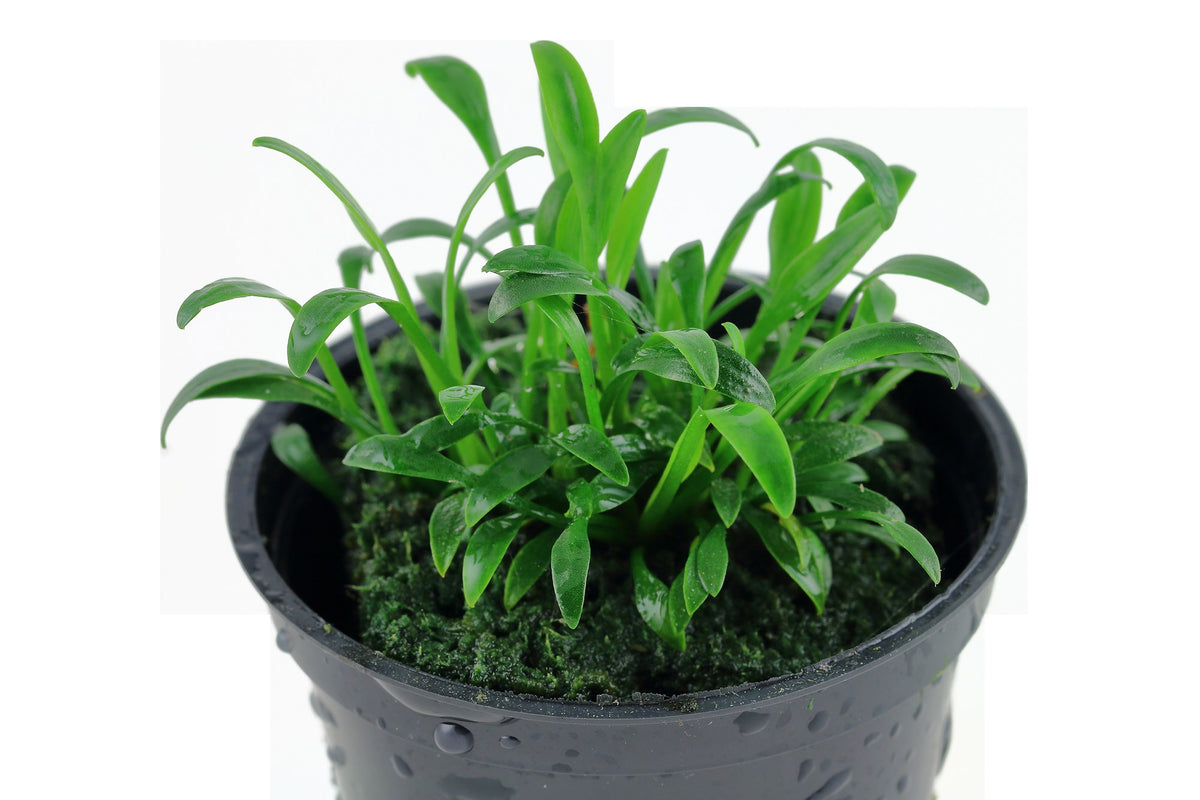 Cryptocoryne parva — Potted