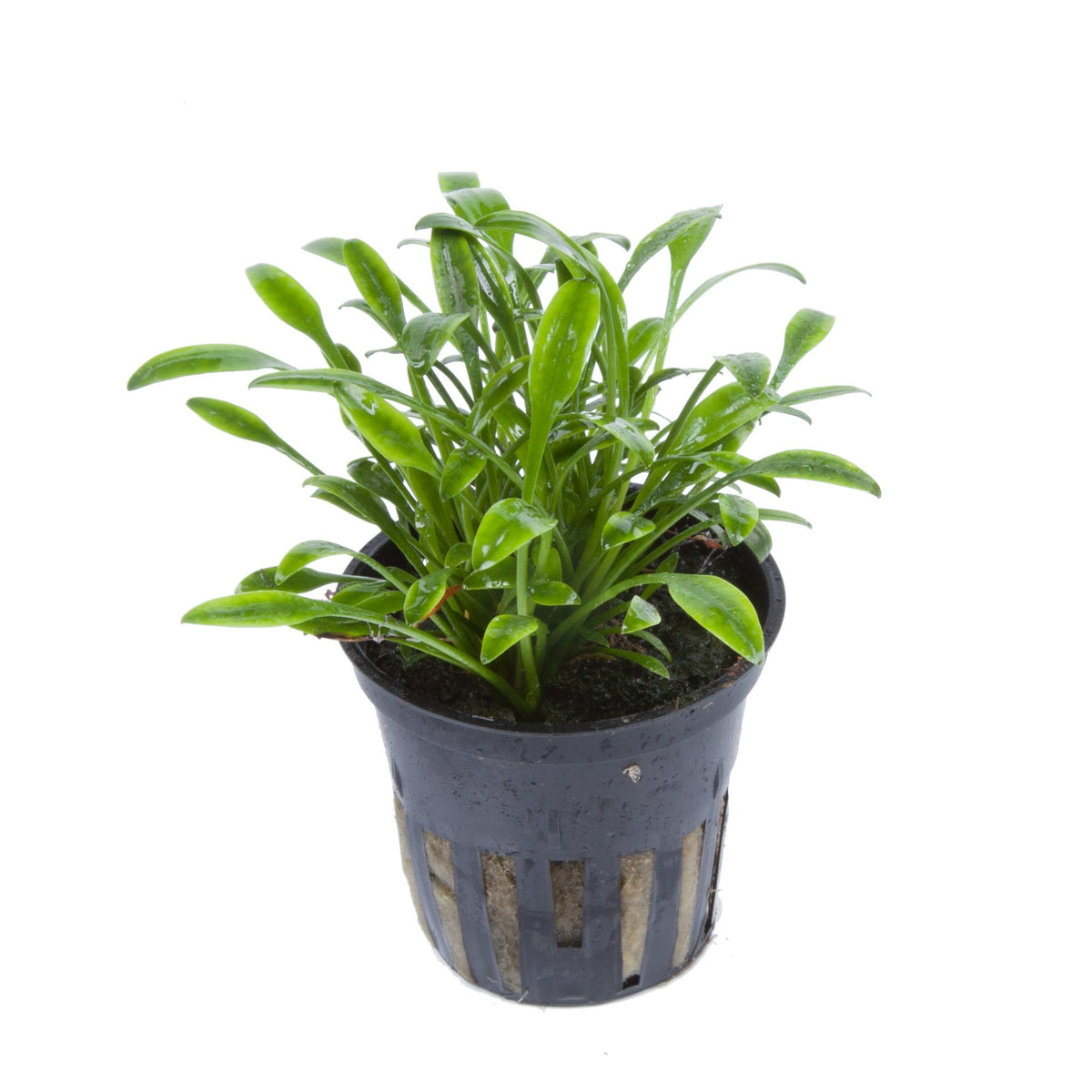 Cryptocoryne parva — Potted