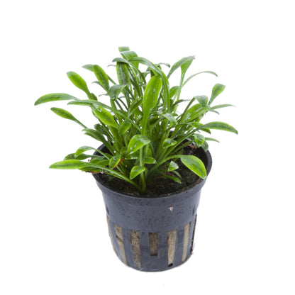 Cryptocoryne parva — Potted