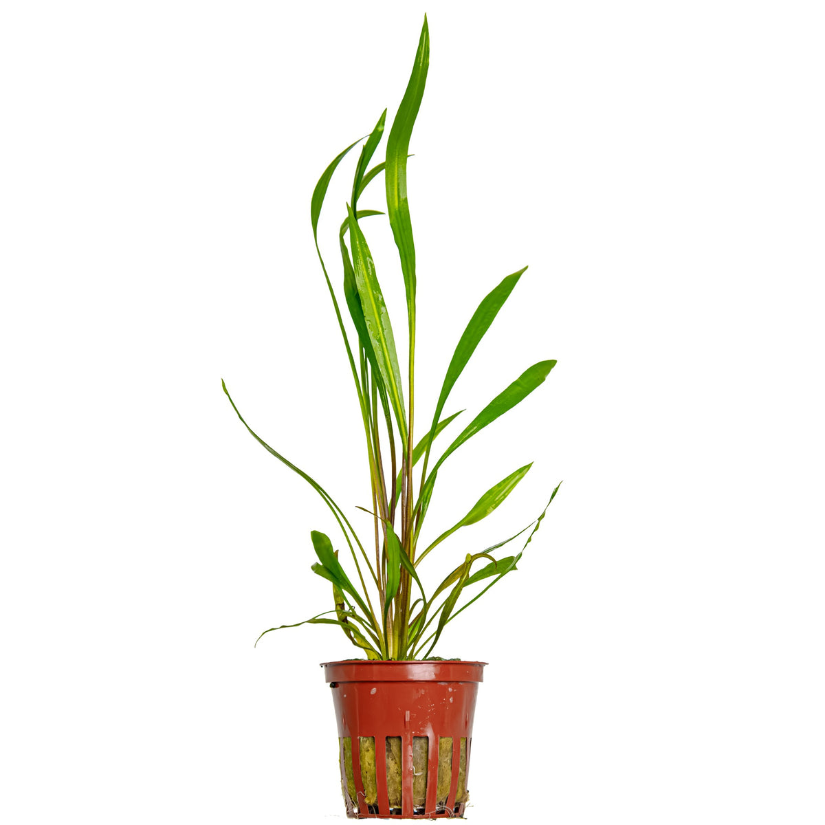 Cryptocoryne spiralis 'Red' Potted Aquarium Plant — Potted