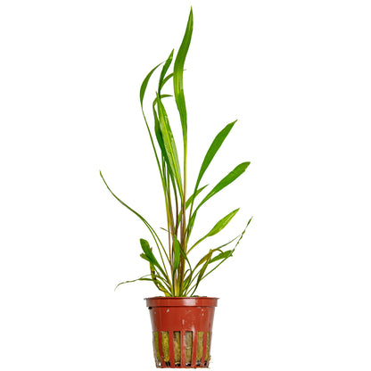 Cryptocoryne spiralis 'Red' Potted Aquarium Plant — Potted