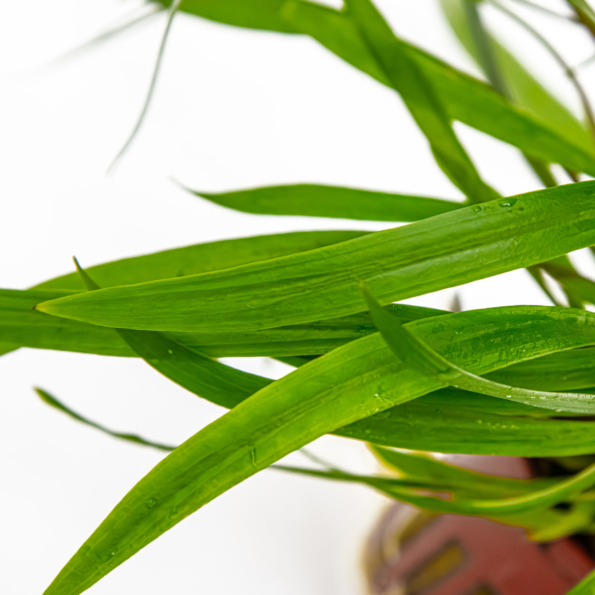 Cryptocoryne spiralis 'Red' Potted Aquarium Plant — Potted