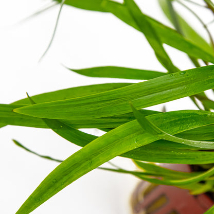 Cryptocoryne spiralis 'Red' Potted Aquarium Plant — Potted