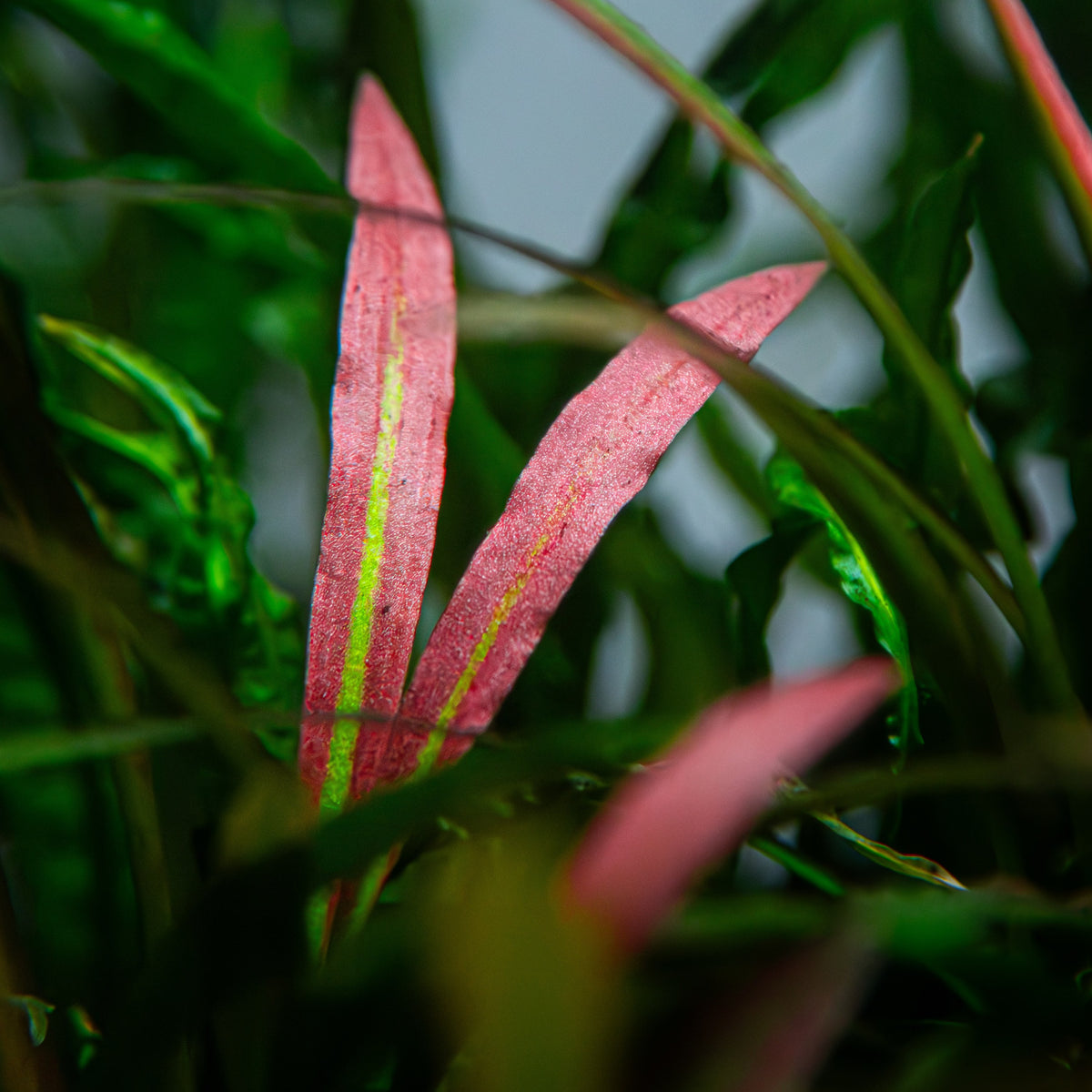 Cryptocoryne spiralis 'Red' Potted Aquarium Plant — Potted