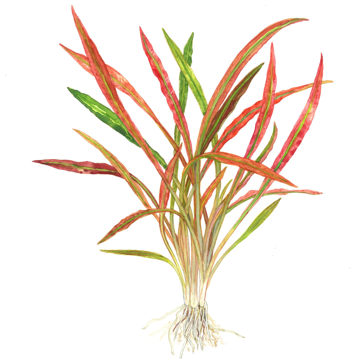 Cryptocoryne spiralis 'Red' Potted Aquarium Plant — Potted
