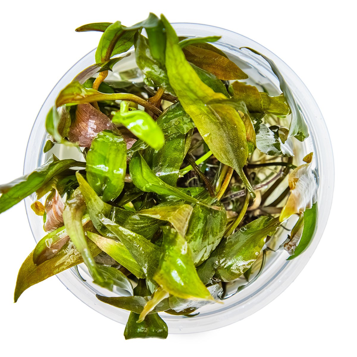 Cryptocoryne undulata 'Broad Leaf' — 1-2-Grow!