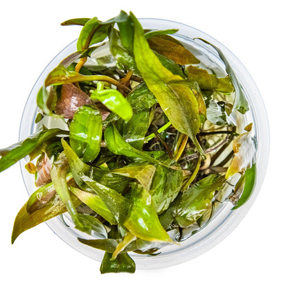Cryptocoryne undulata 'Broad Leaf' — 1-2-Grow!