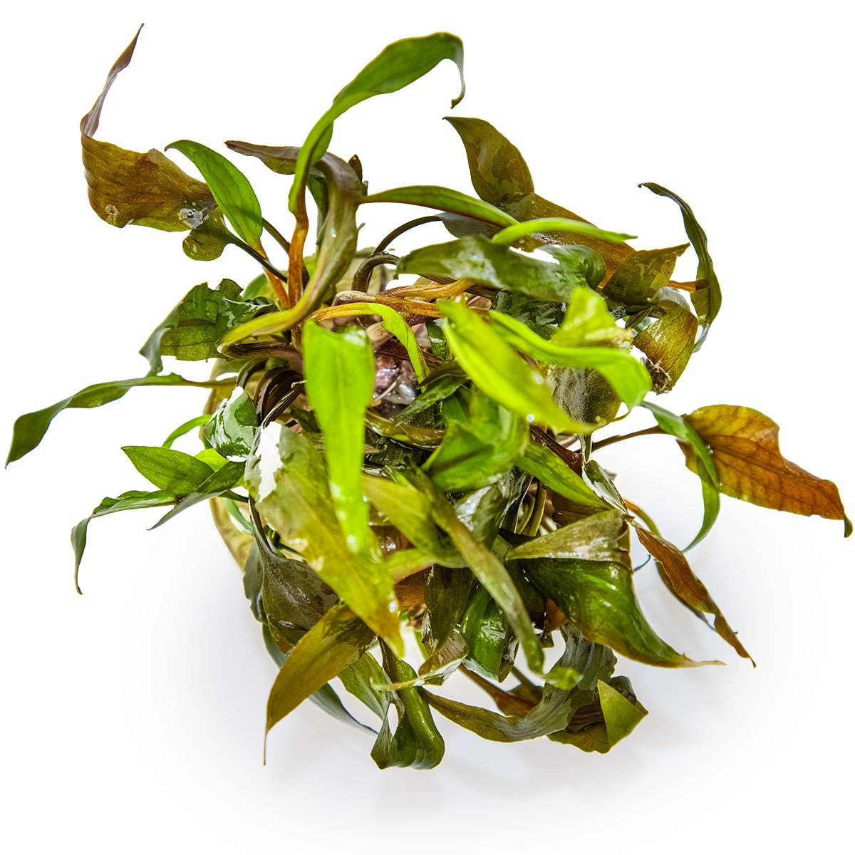 Cryptocoryne undulata 'Broad Leaf' — 1-2-Grow!