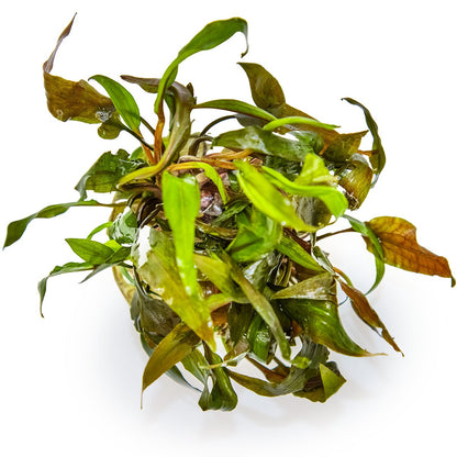 Cryptocoryne undulata 'Broad Leaf' — 1-2-Grow!