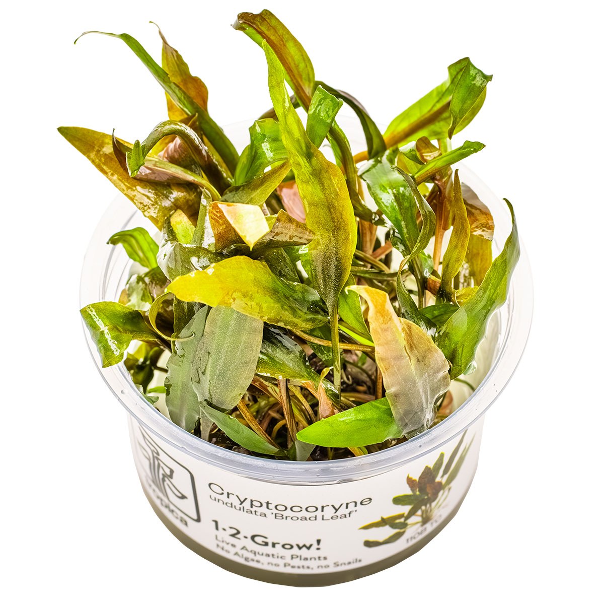 Cryptocoryne undulata 'Broad Leaf' — 1-2-Grow!
