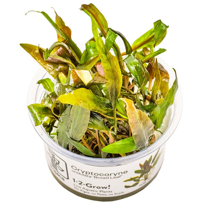 Cryptocoryne undulata 'Broad Leaf' — 1-2-Grow!