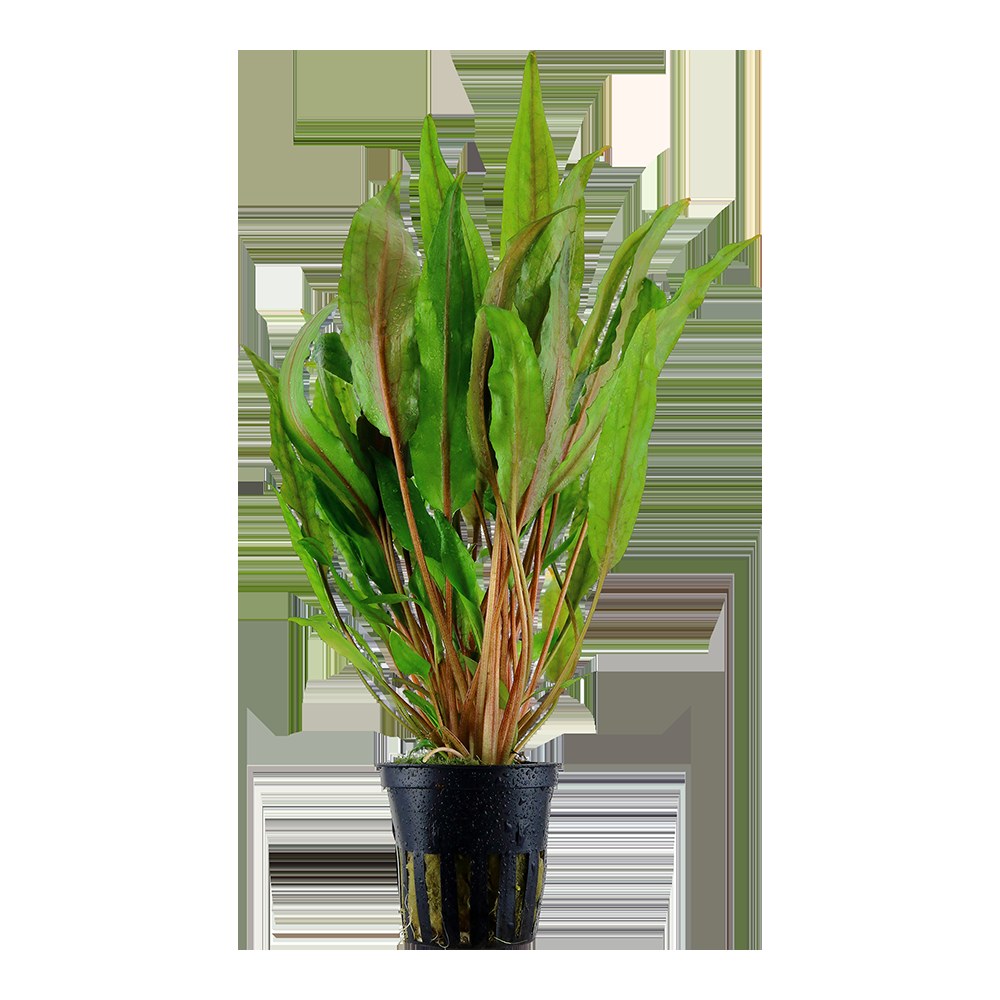 Cryptocoryne undulata 'Broad Leaf' — Potted