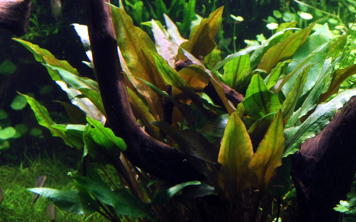 Cryptocoryne undulata 'Broad Leaf' — Potted