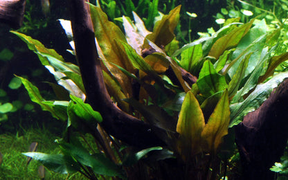 Cryptocoryne undulata 'Broad Leaf' — Potted