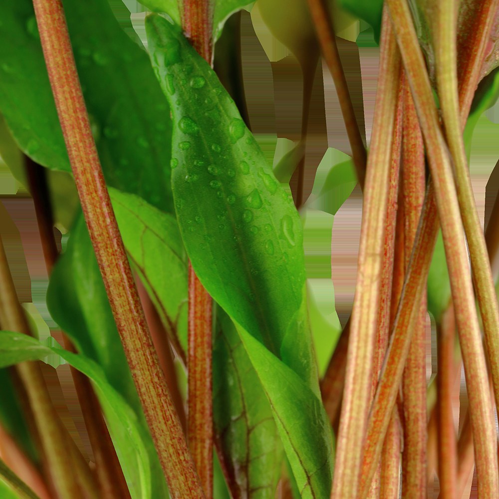 Cryptocoryne undulata 'Broad Leaf' — Potted
