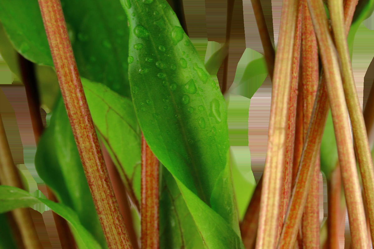 Cryptocoryne undulata 'Broad Leaf' — Potted