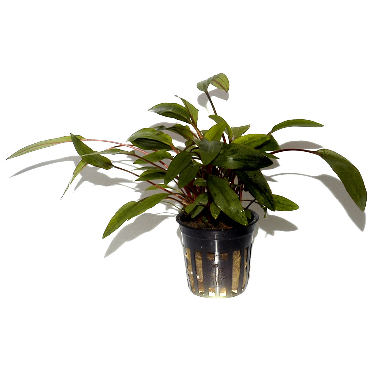 Cryptocoryne undulata 'Broad Leaf' — Potted