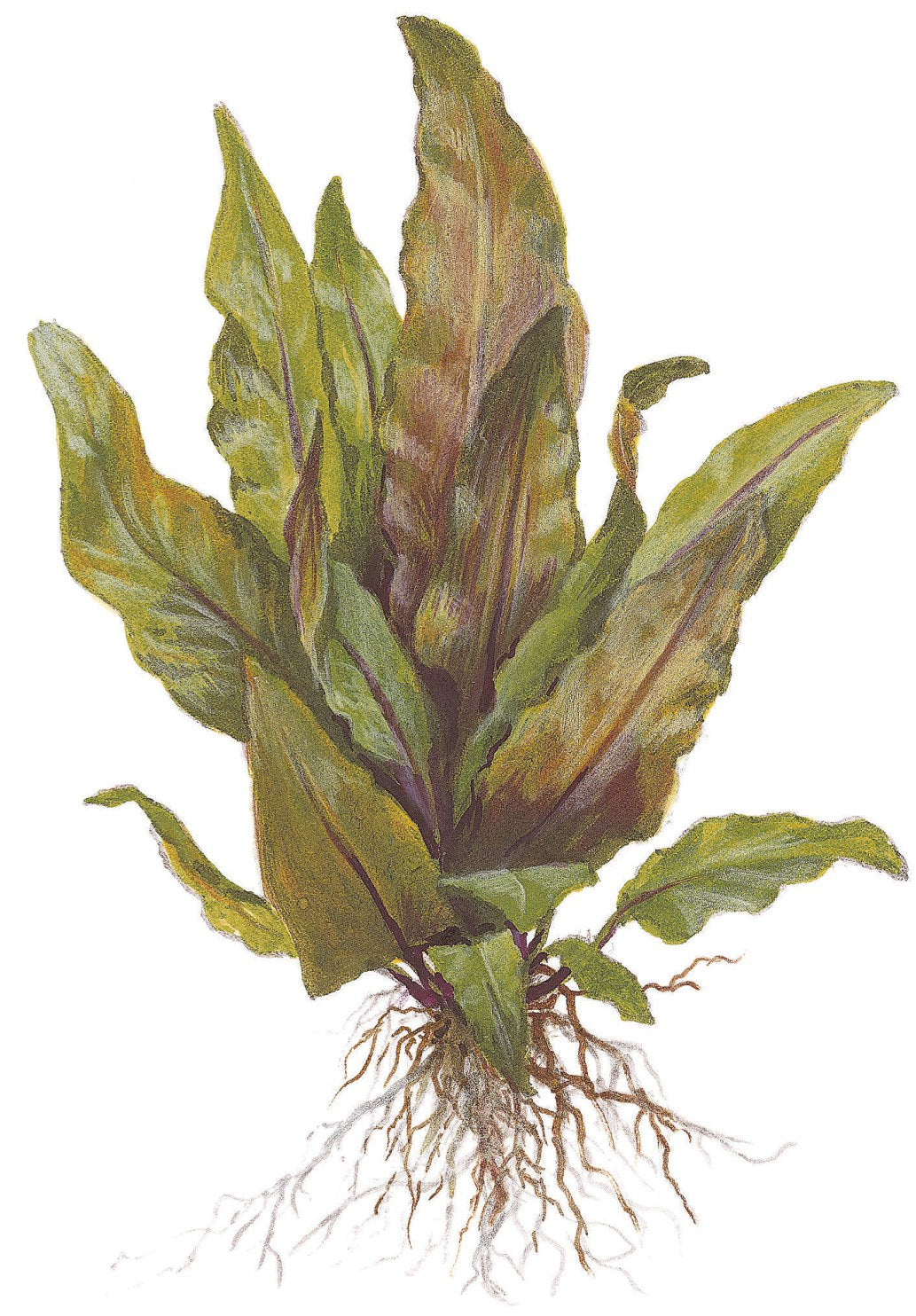 Cryptocoryne undulata 'Broad Leaf' — Potted