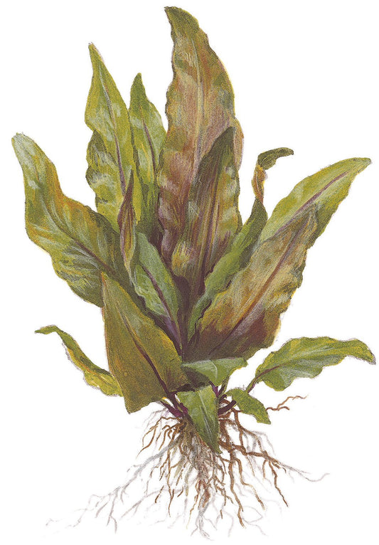 Cryptocoryne undulata 'Broad Leaf' — Potted
