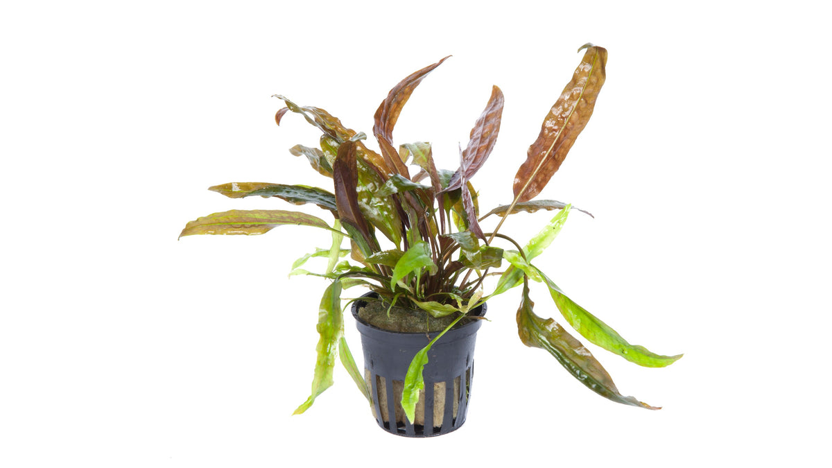 Cryptocoryne usteriana (Potted) — Potted