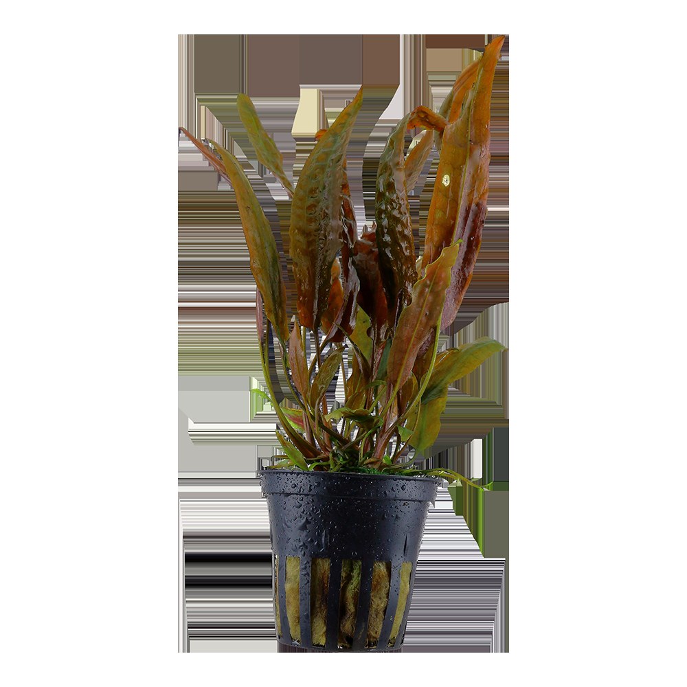 Cryptocoryne usteriana (Potted) — Potted