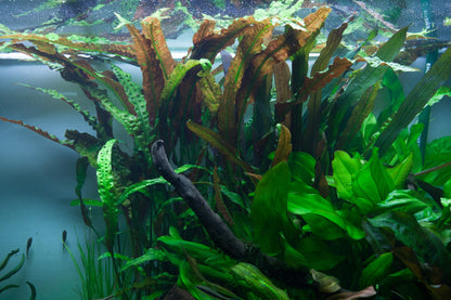 Cryptocoryne usteriana (Potted) — Potted