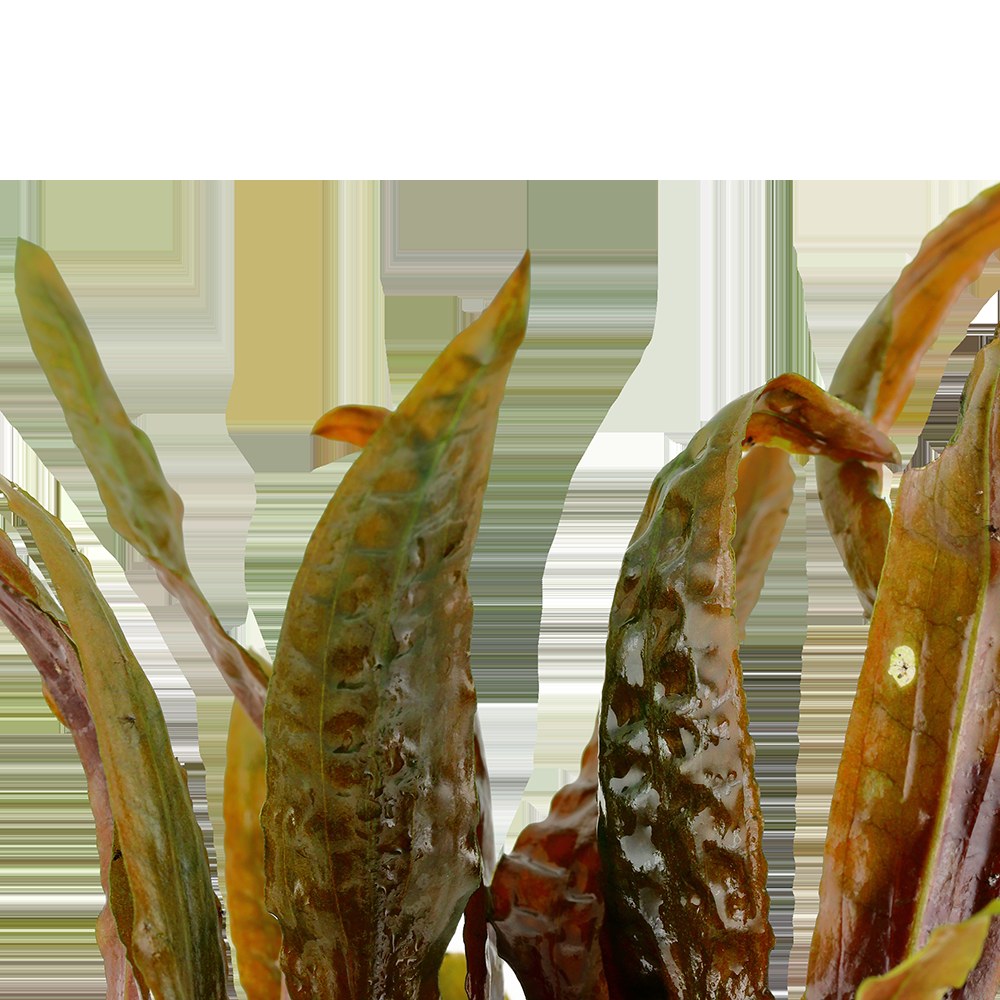Cryptocoryne usteriana (Potted) — Potted