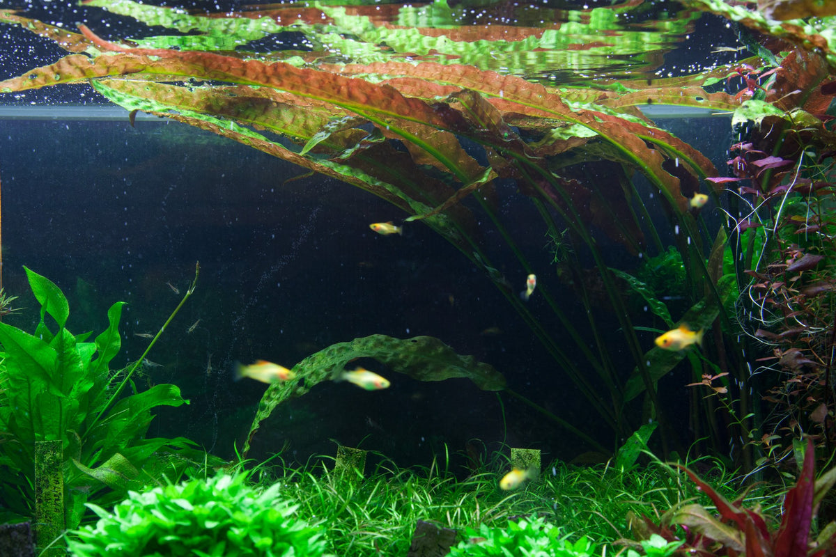 Cryptocoryne usteriana (Potted) — Potted