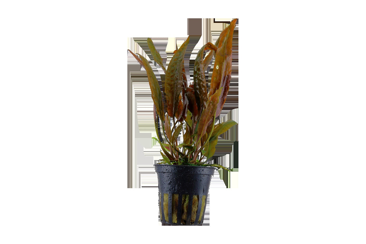 Cryptocoryne usteriana (Potted) — Potted