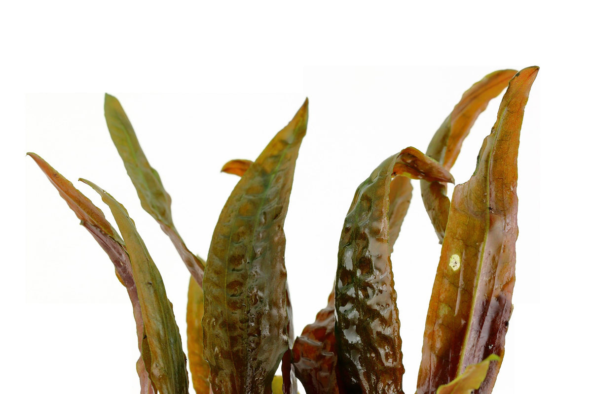 Cryptocoryne usteriana (Potted) — Potted