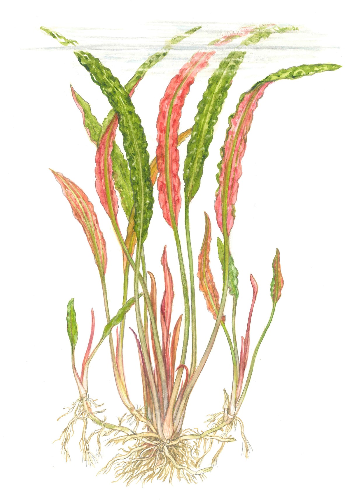 Cryptocoryne usteriana (Potted) — Potted