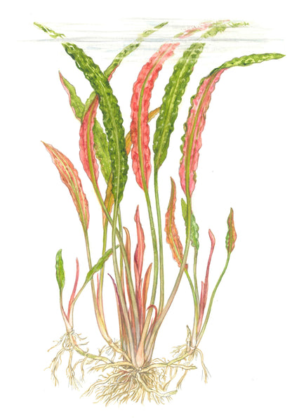 Cryptocoryne usteriana (Potted) — Potted
