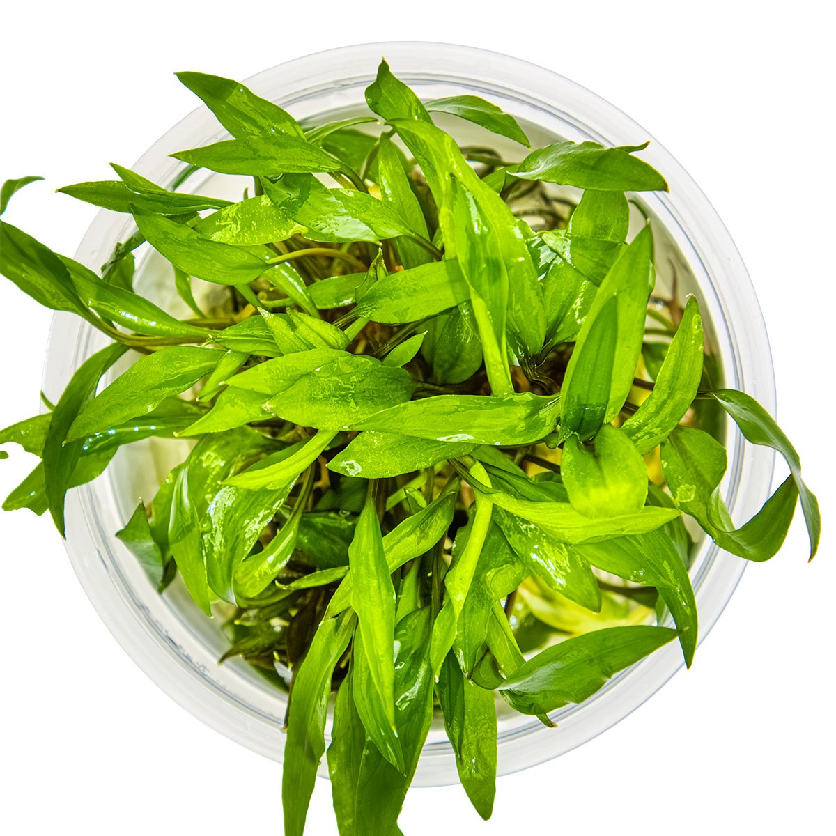 Cryptocoryne wendtii 'Green' — 1-2-Grow!