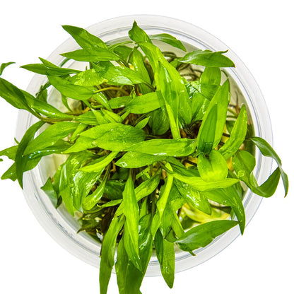 Cryptocoryne wendtii 'Green' — 1-2-Grow!